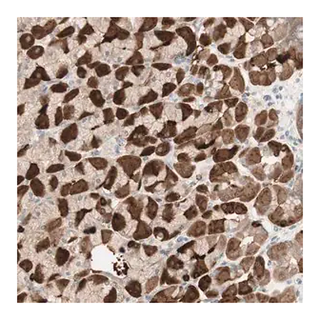 Merck Anti-MUC3A antibody produced in rabbit