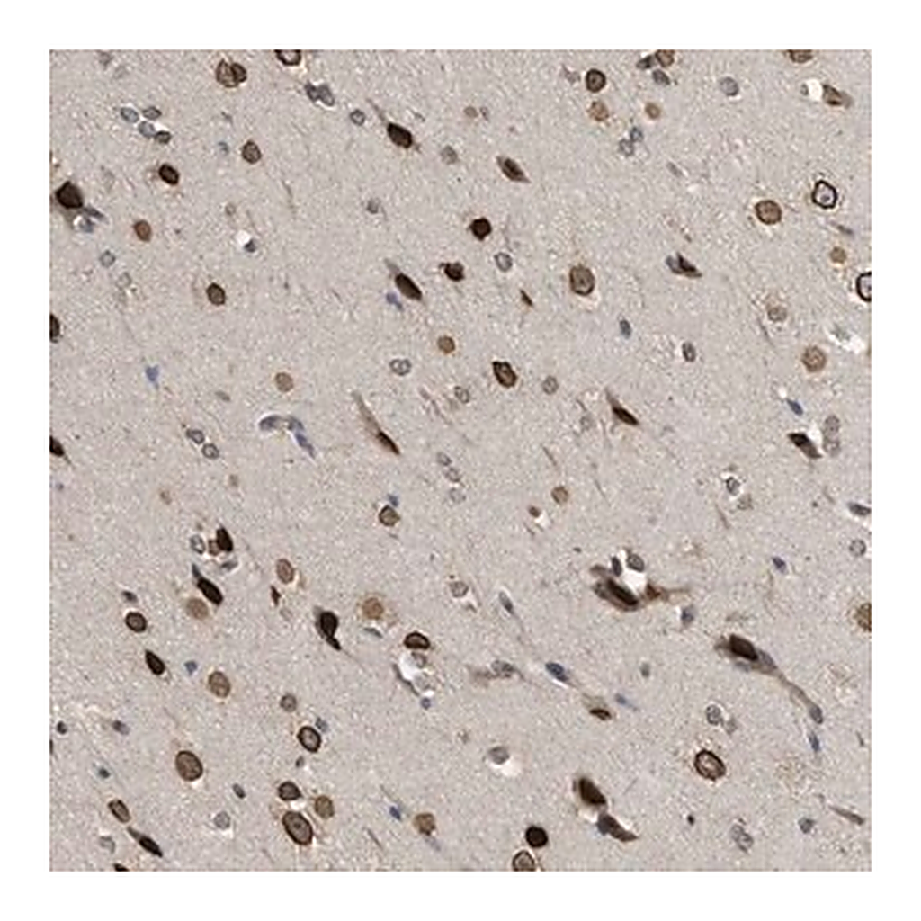Merck Anti-DNAJC1 antibody produced in rabbit