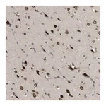 Merck Anti-DNAJC1 antibody produced in rabbit