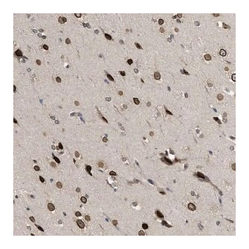 Merck Anti-DNAJC1 antibody produced in rabbit