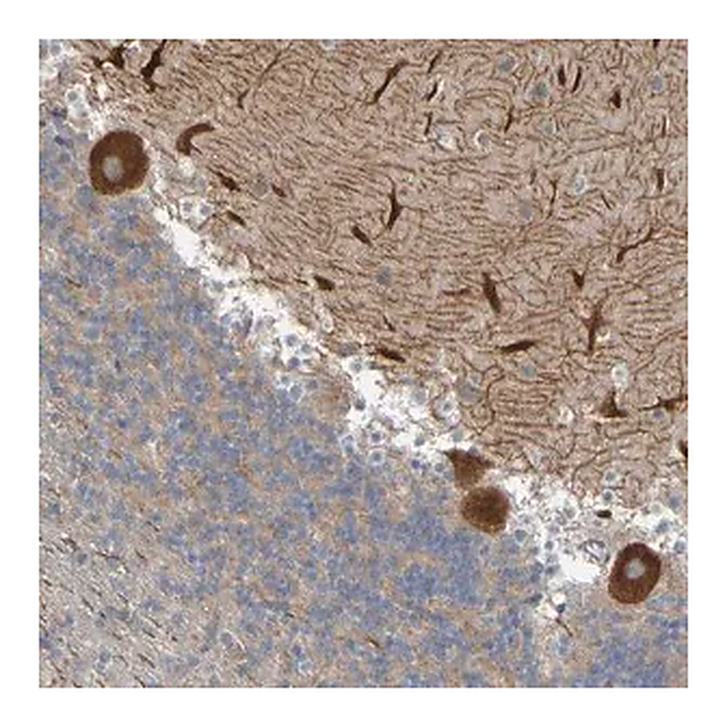 Merck Anti-NAV2 antibody produced in rabbit