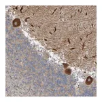 Merck Anti-NAV2 antibody produced in rabbit