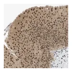 Merck Anti-ARID1B antibody produced in rabbit