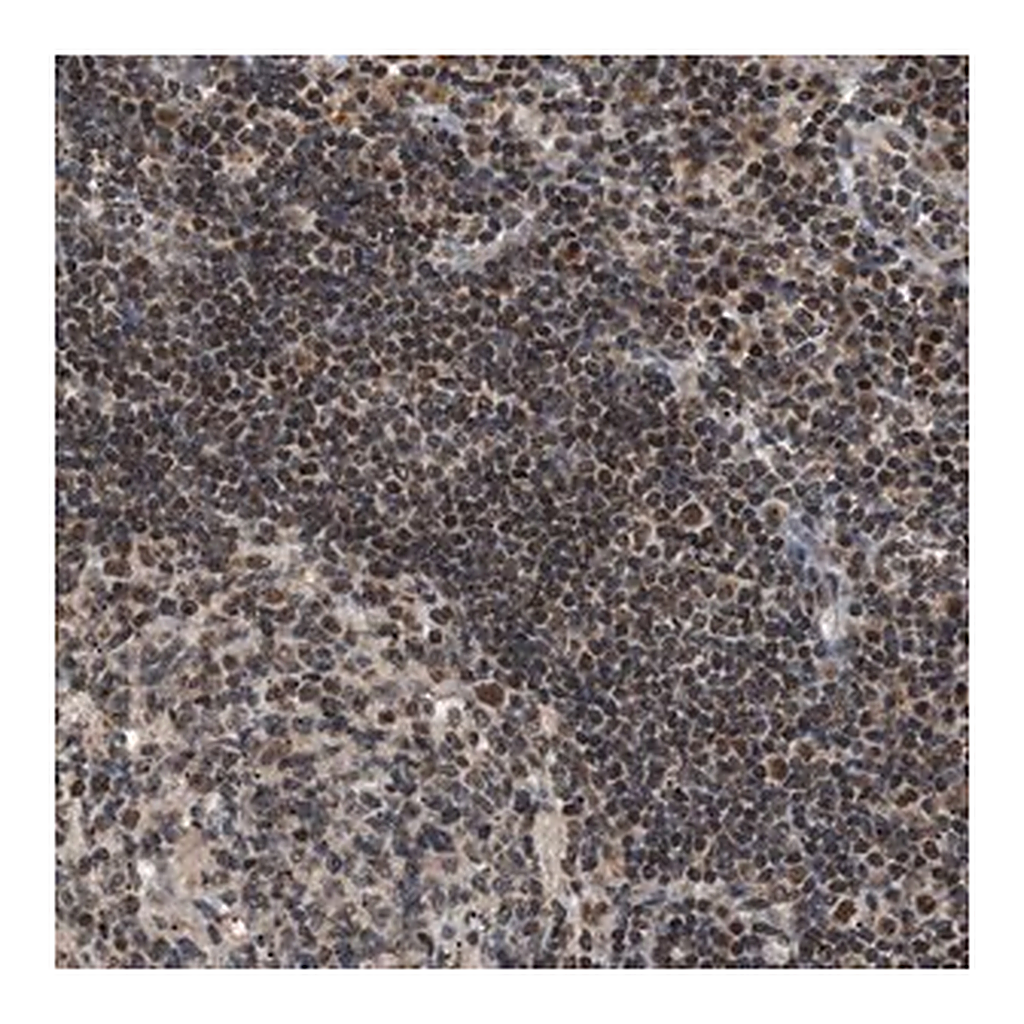 Merck Anti-ZBTB11 antibody produced in rabbit