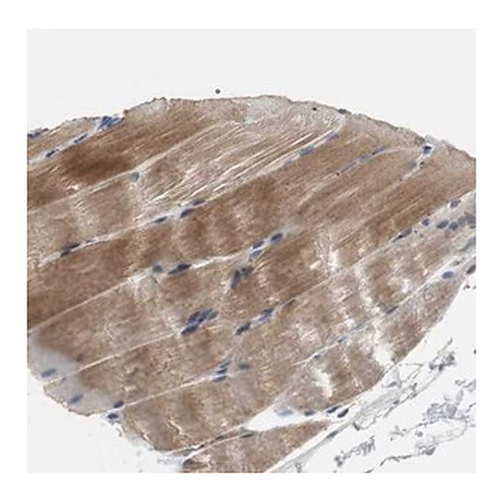 Merck Anti-MTIF2 antibody produced in rabbit