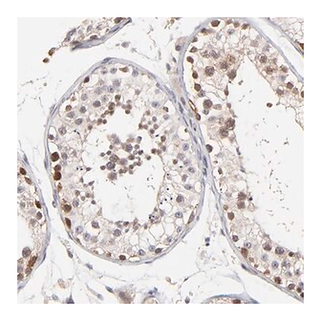 Merck Anti-ZNF177 antibody produced in rabbit