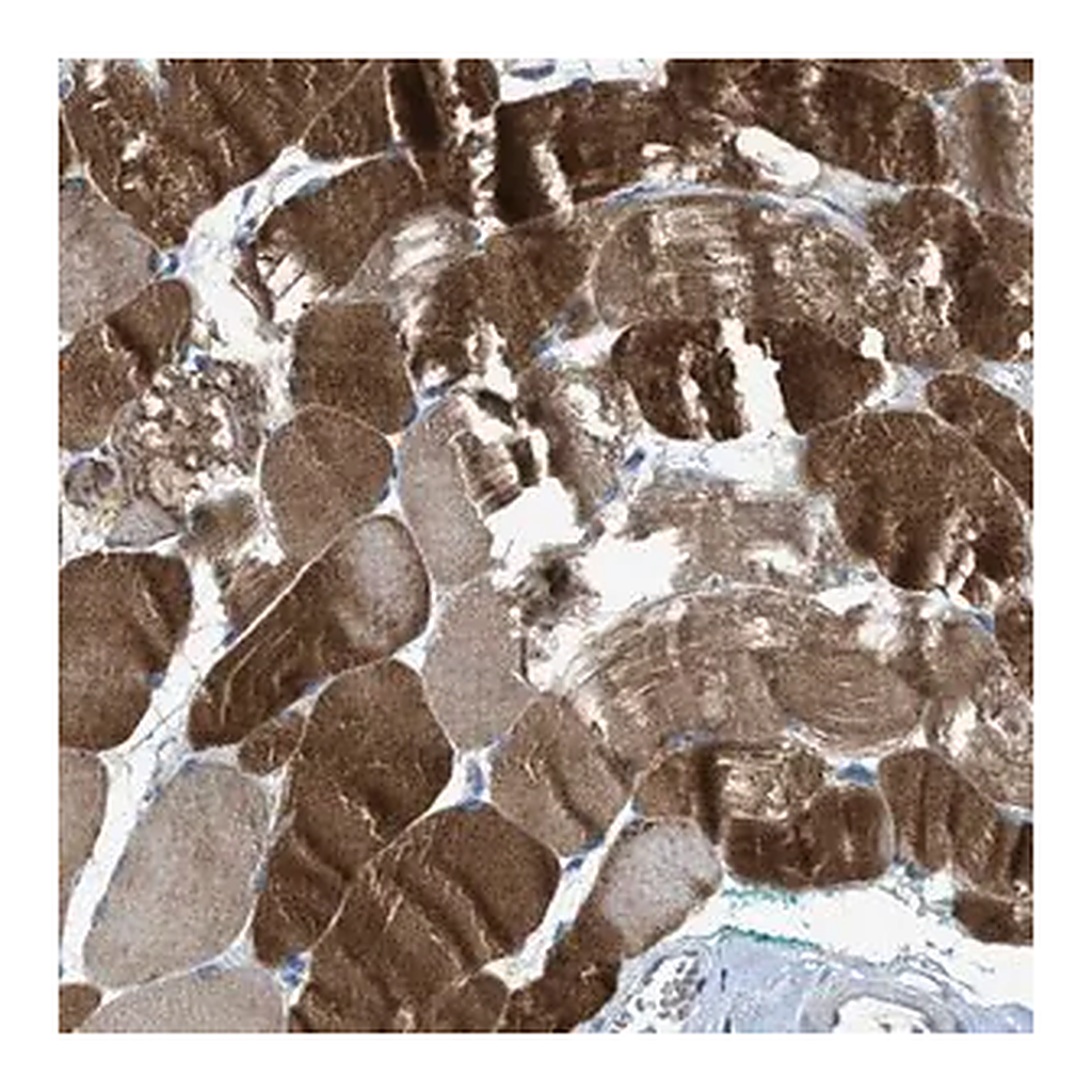 Merck Anti-CDON antibody produced in rabbit