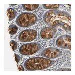 Merck Anti-PLAU antibody produced in rabbit