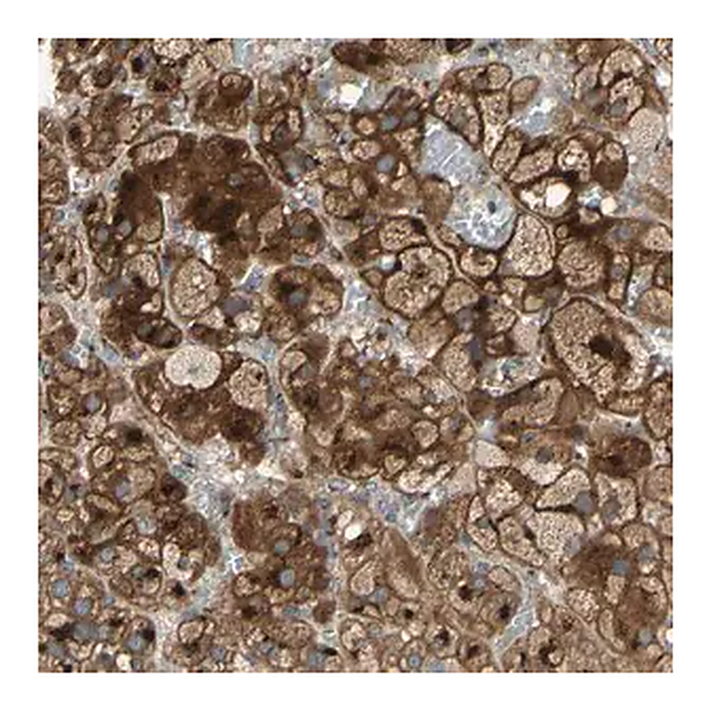 Merck Anti-RET antibody produced in rabbit