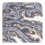 Merck Anti-KCNA4 antibody produced in rabbit