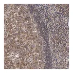 Merck Anti-ASB8 antibody produced in rabbit