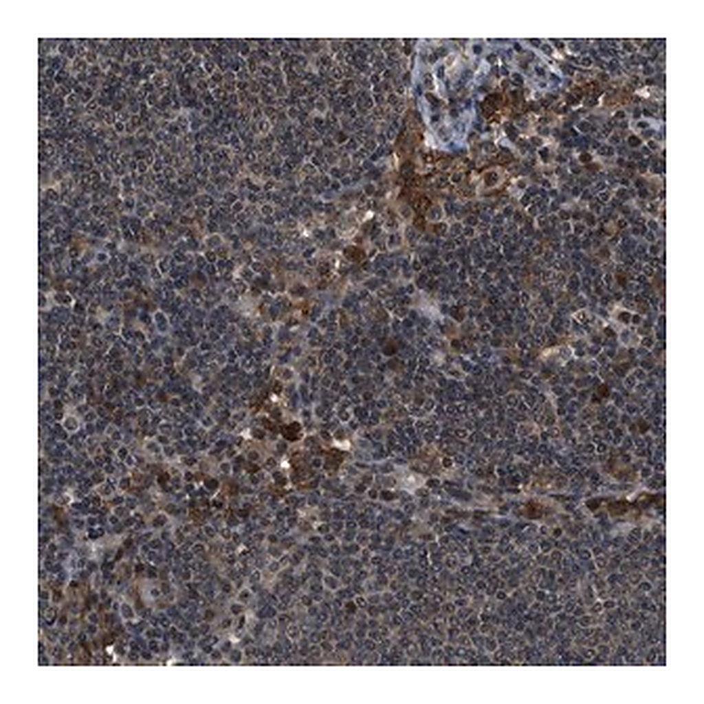 Merck Anti-SLC15A4 antibody produced in rabbit