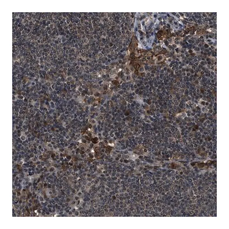 Merck Anti-SLC15A4 antibody produced in rabbit