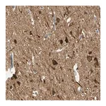 Merck Anti-MAGI3 antibody produced in rabbit