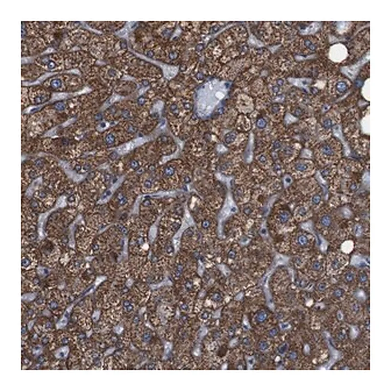 Merck Anti-GGT7 antibody produced in rabbit