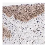 Merck Anti-UBE2E3 antibody produced in rabbit