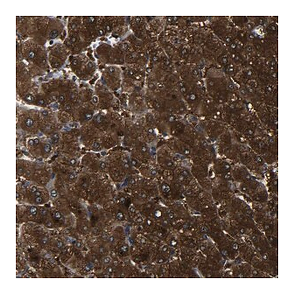 Merck Anti-PREB antibody produced in rabbit