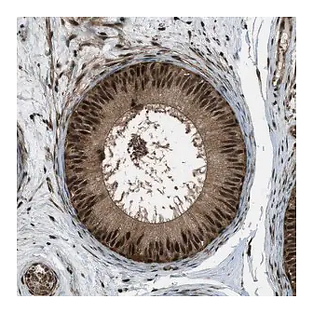 Merck Anti-TARDBP antibody produced in rabbit
