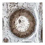 Merck Anti-TARDBP antibody produced in rabbit