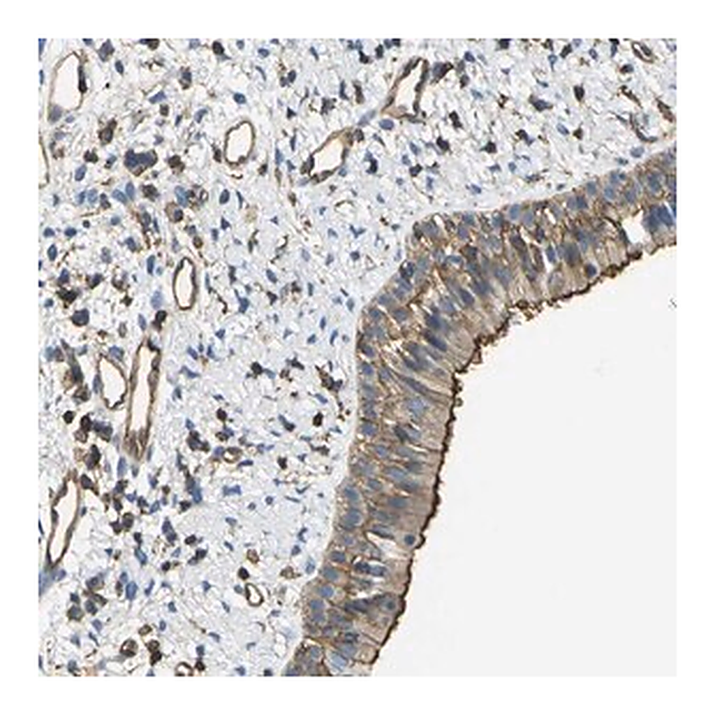 Merck Anti-FAM110D antibody produced in rabbit
