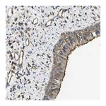Merck Anti-FAM110D antibody produced in rabbit
