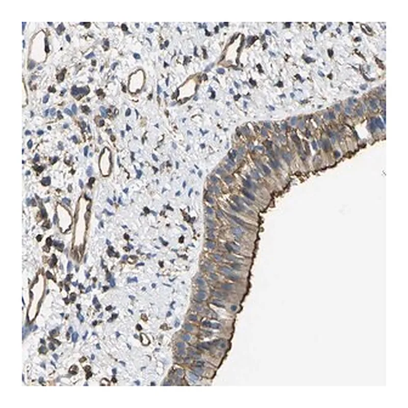 Merck Anti-FAM110D antibody produced in rabbit