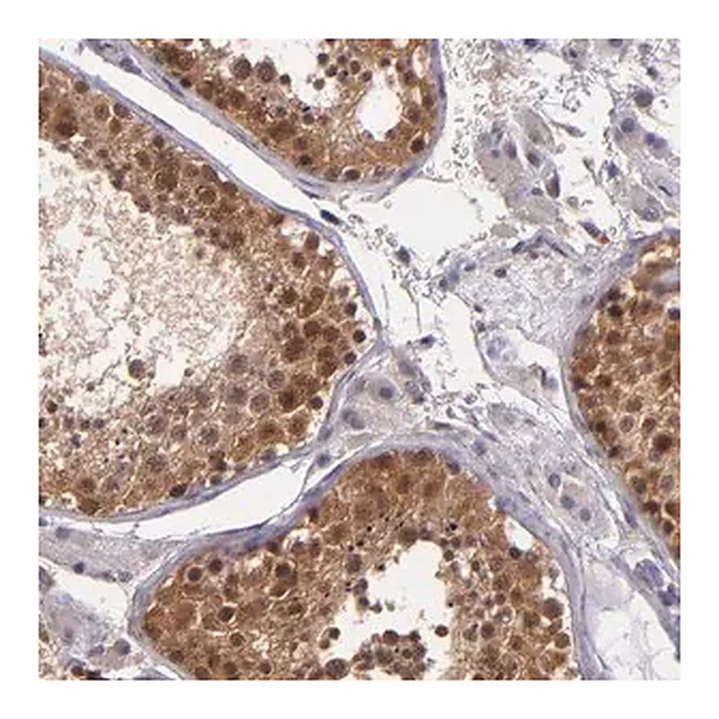 Merck Anti-TAF7L antibody produced in rabbit