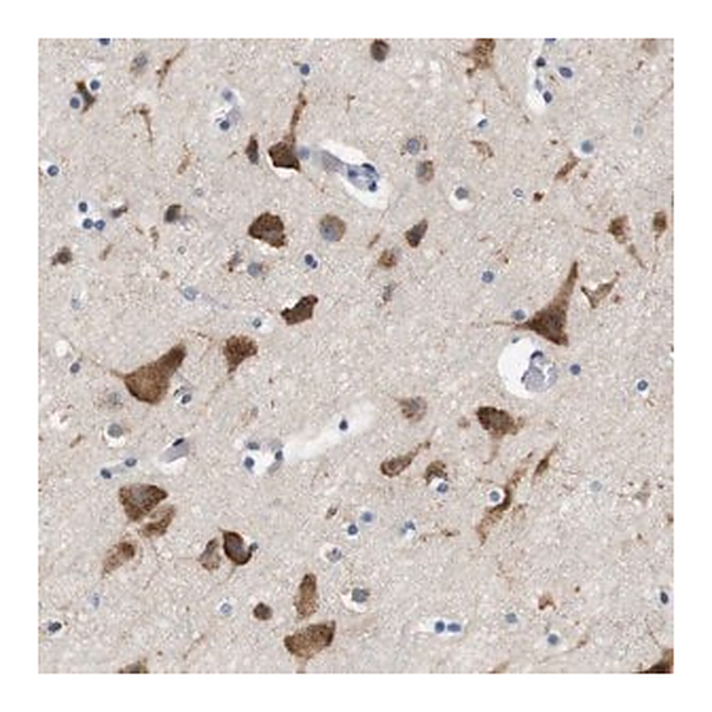 Merck Anti-UBE2G2 antibody produced in rabbit