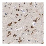 Merck Anti-UBE2G2 antibody produced in rabbit