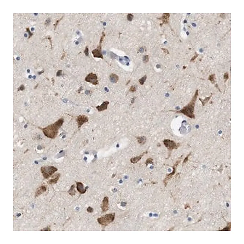 Merck Anti-UBE2G2 antibody produced in rabbit