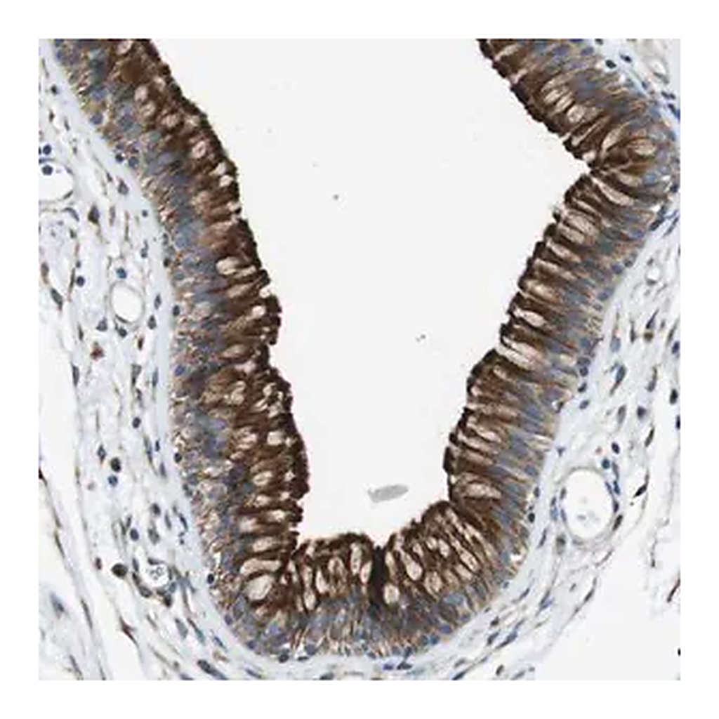 Merck Anti-CDH26 antibody produced in rabbit