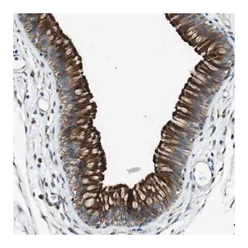 Merck Anti-CDH26 antibody produced in rabbit