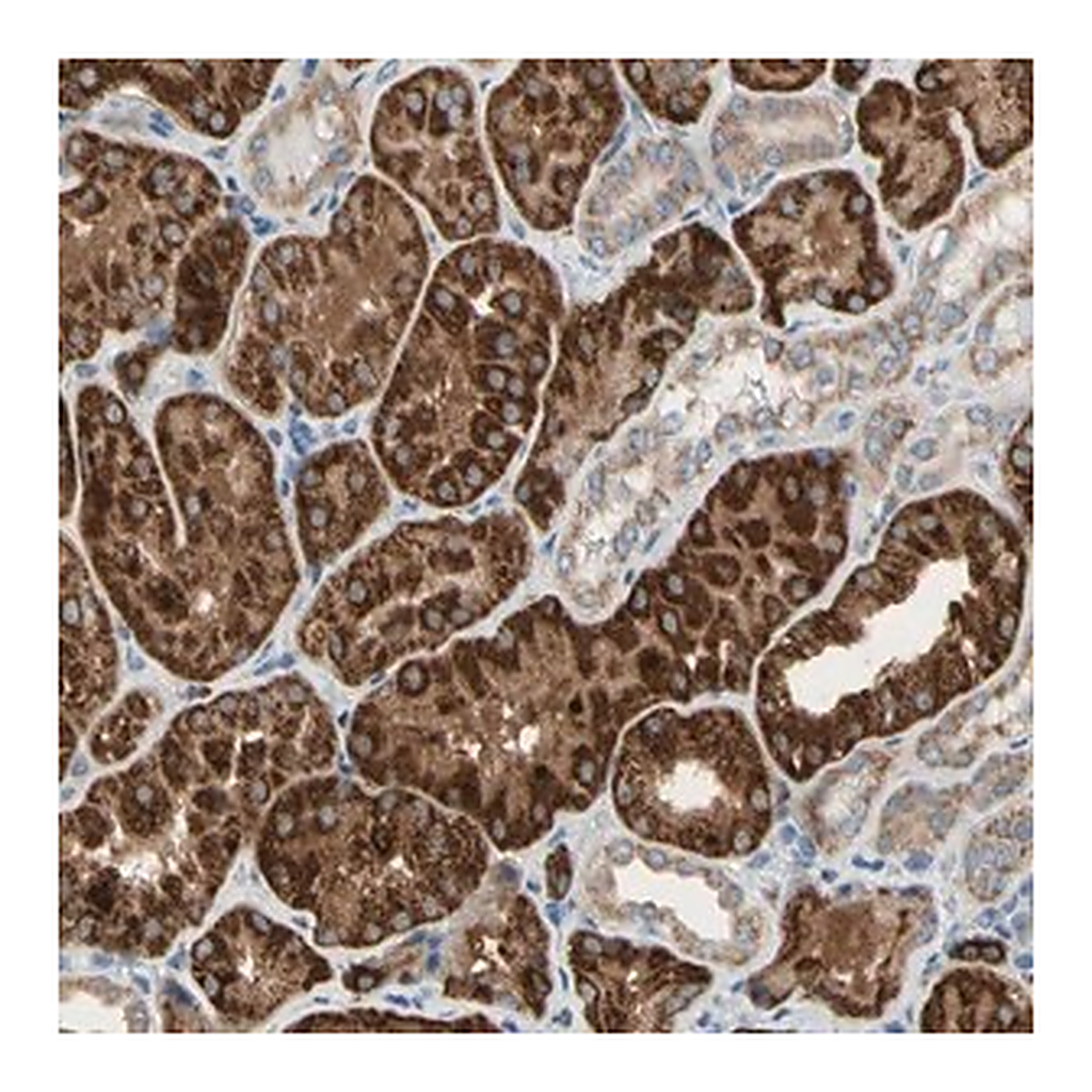 Merck Anti-URB2 antibody produced in rabbit