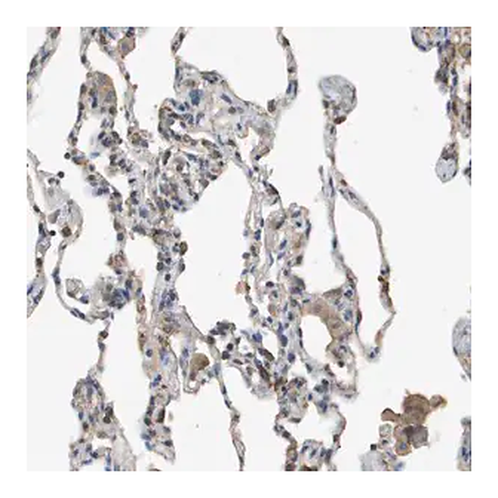 Merck Anti-MS4A7 antibody produced in rabbit