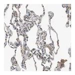 Merck Anti-MS4A7 antibody produced in rabbit