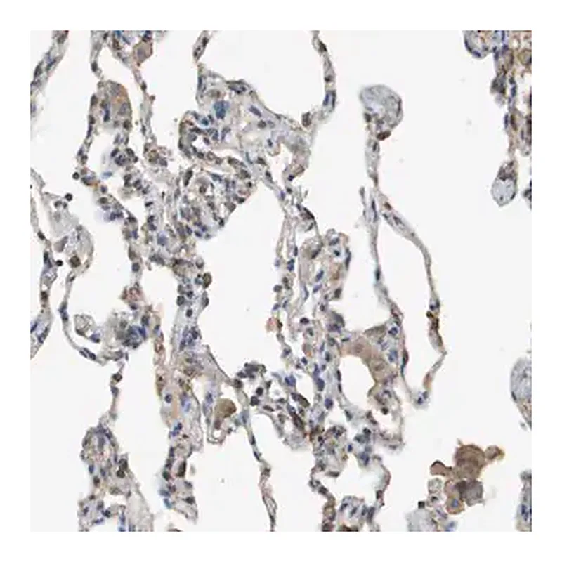 Merck Anti-MS4A7 antibody produced in rabbit