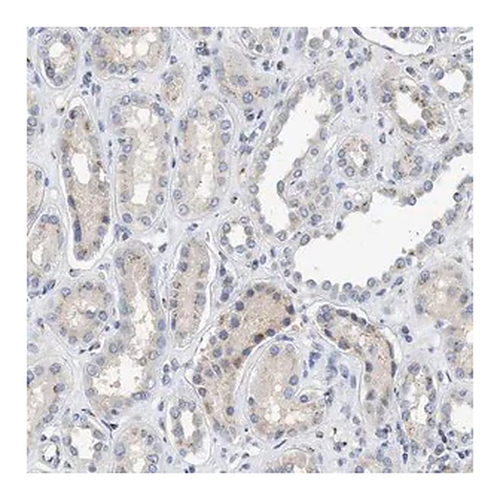Merck Anti-IPO8 antibody produced in rabbit