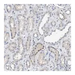 Merck Anti-IPO8 antibody produced in rabbit