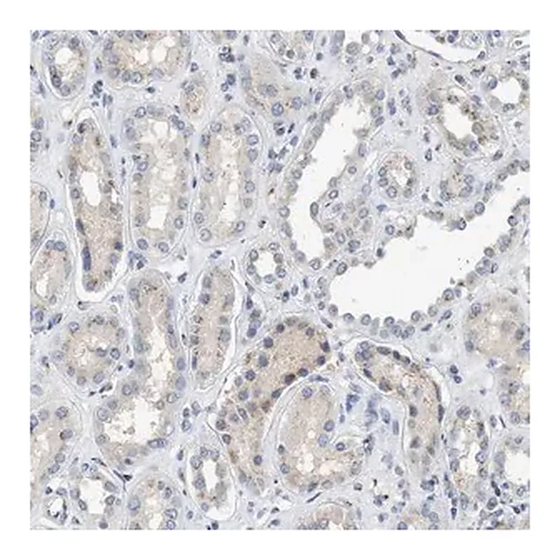 Merck Anti-IPO8 antibody produced in rabbit