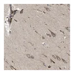 Merck Anti-B4GAT1 antibody produced in rabbit