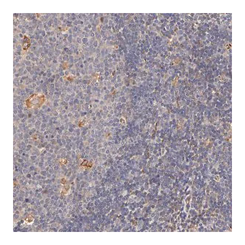 Merck Anti-TNFAIP3 antibody produced in rabbit