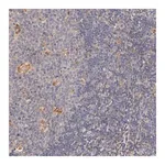 Merck Anti-TNFAIP3 antibody produced in rabbit
