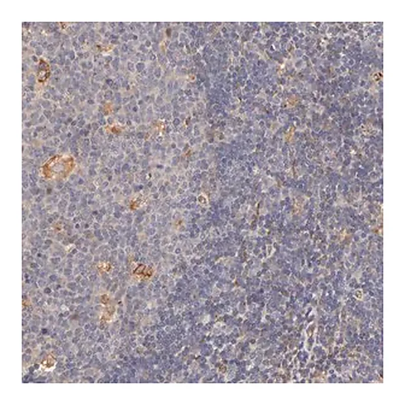 Merck Anti-TNFAIP3 antibody produced in rabbit