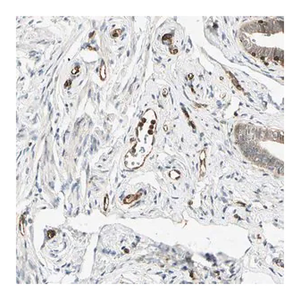 Merck Anti-TAPBP antibody produced in rabbit