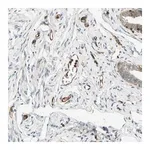 Merck Anti-TAPBP antibody produced in rabbit