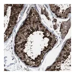 Merck Anti-GALNT8 antibody produced in rabbit