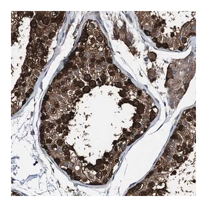 Merck Anti-GALNT8 antibody produced in rabbit