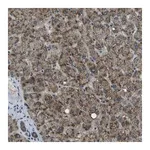 Merck Anti-APOBEC4 antibody produced in rabbit