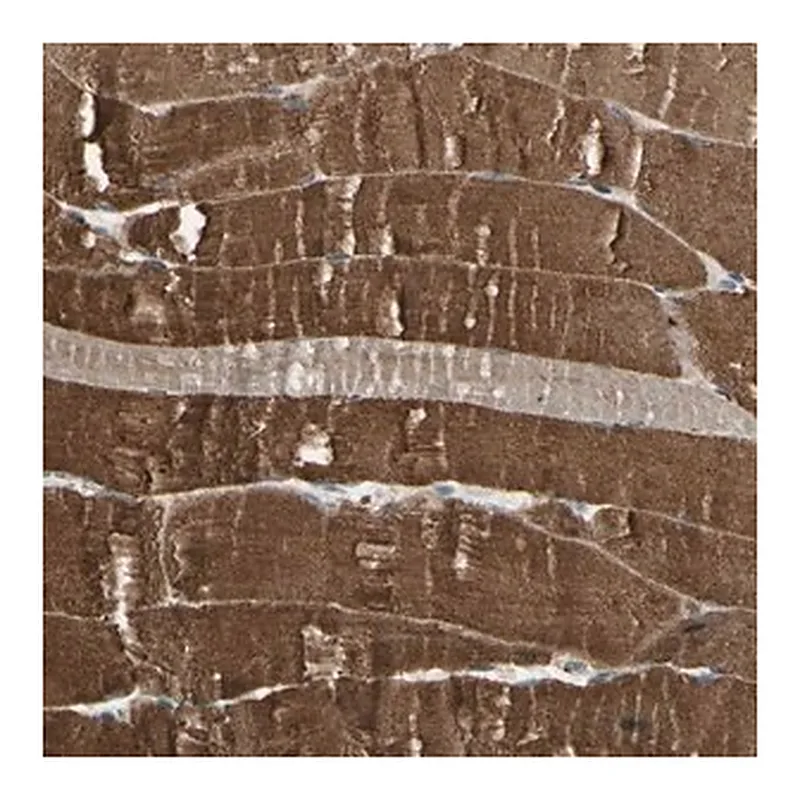 Merck Anti-P3H2 antibody produced in rabbit