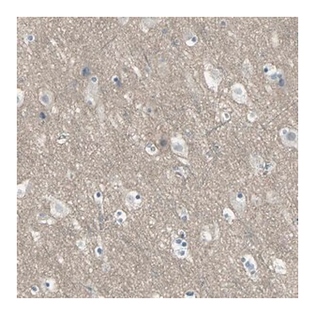 Merck Anti-HTR1F antibody produced in rabbit